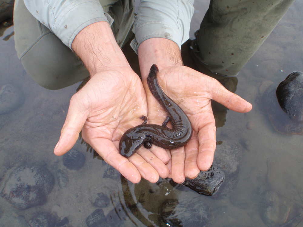 Mudpuppy in hand Chellman
